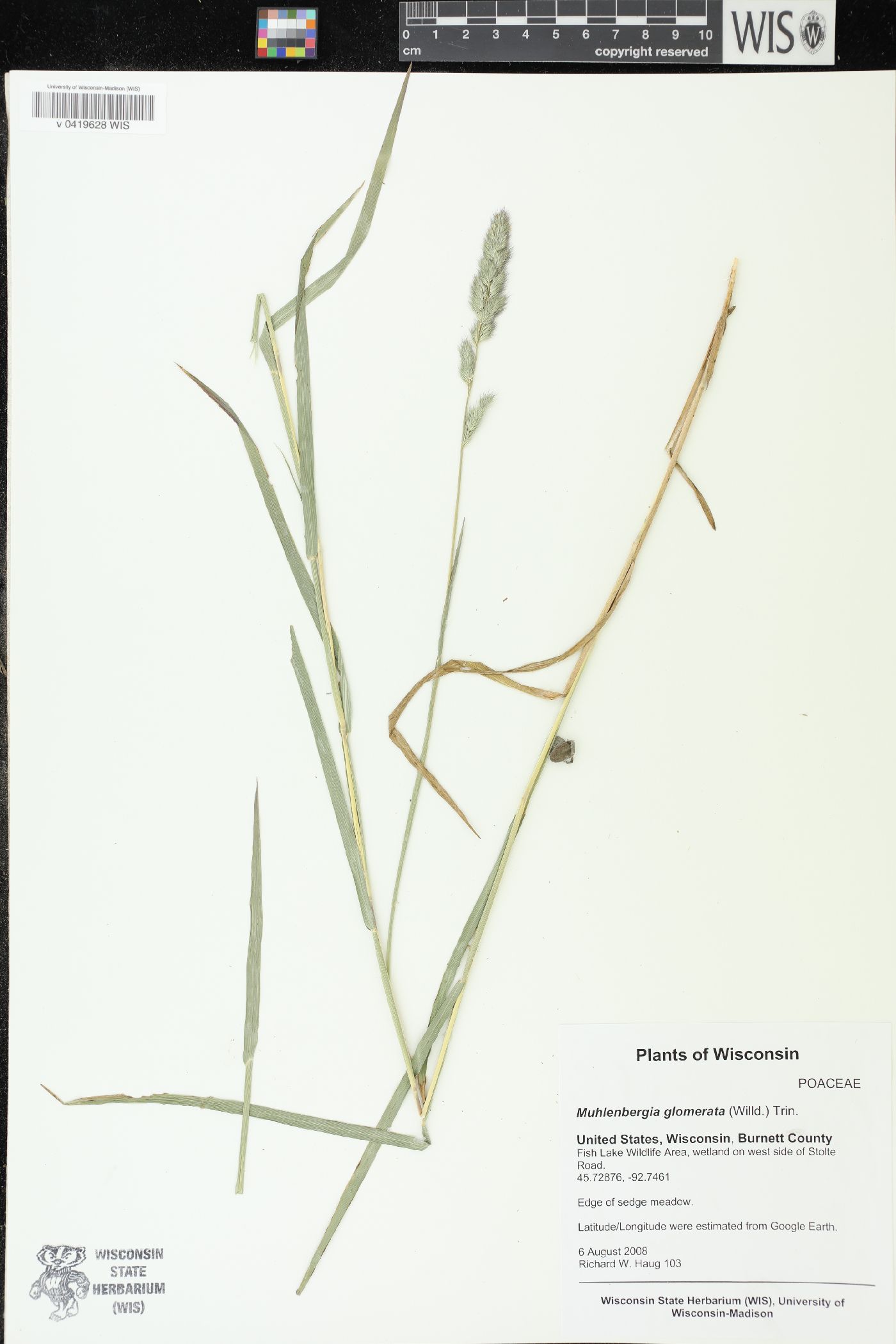 Muhlenbergia glomerata image