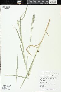 Muhlenbergia glomerata image