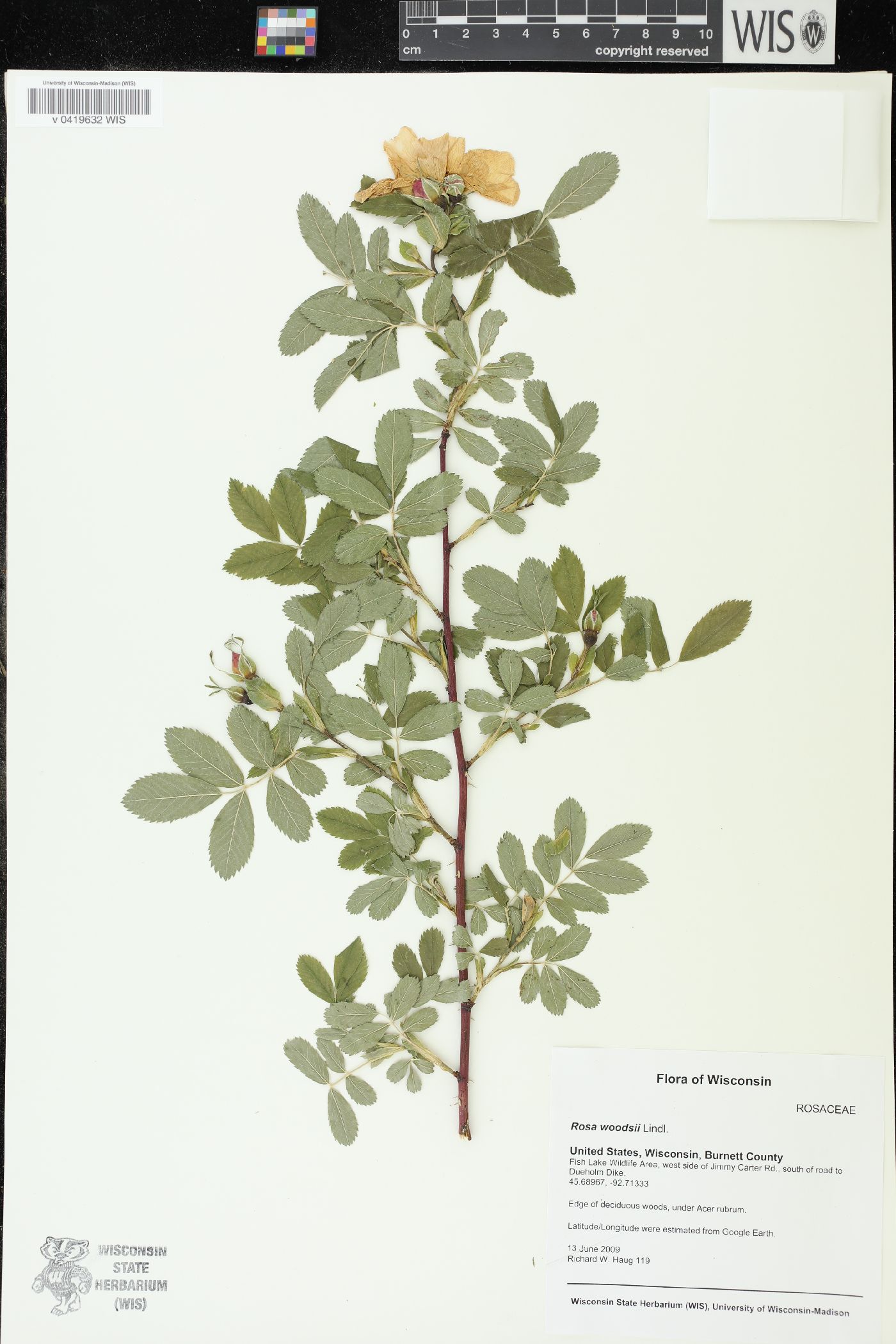 Rosa woodsii image