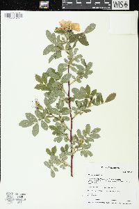 Rosa woodsii image