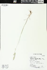 Bromus arvensis image