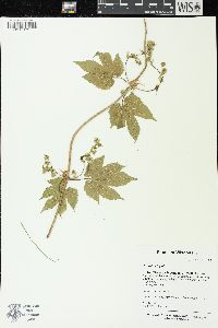 Humulus lupulus image