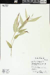 Dichanthelium latifolium image