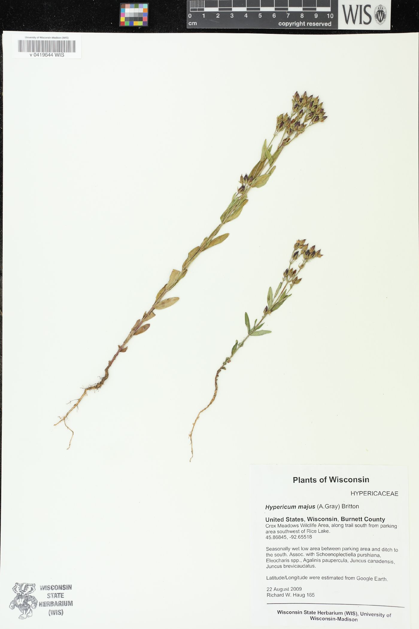 Hypericum majus image