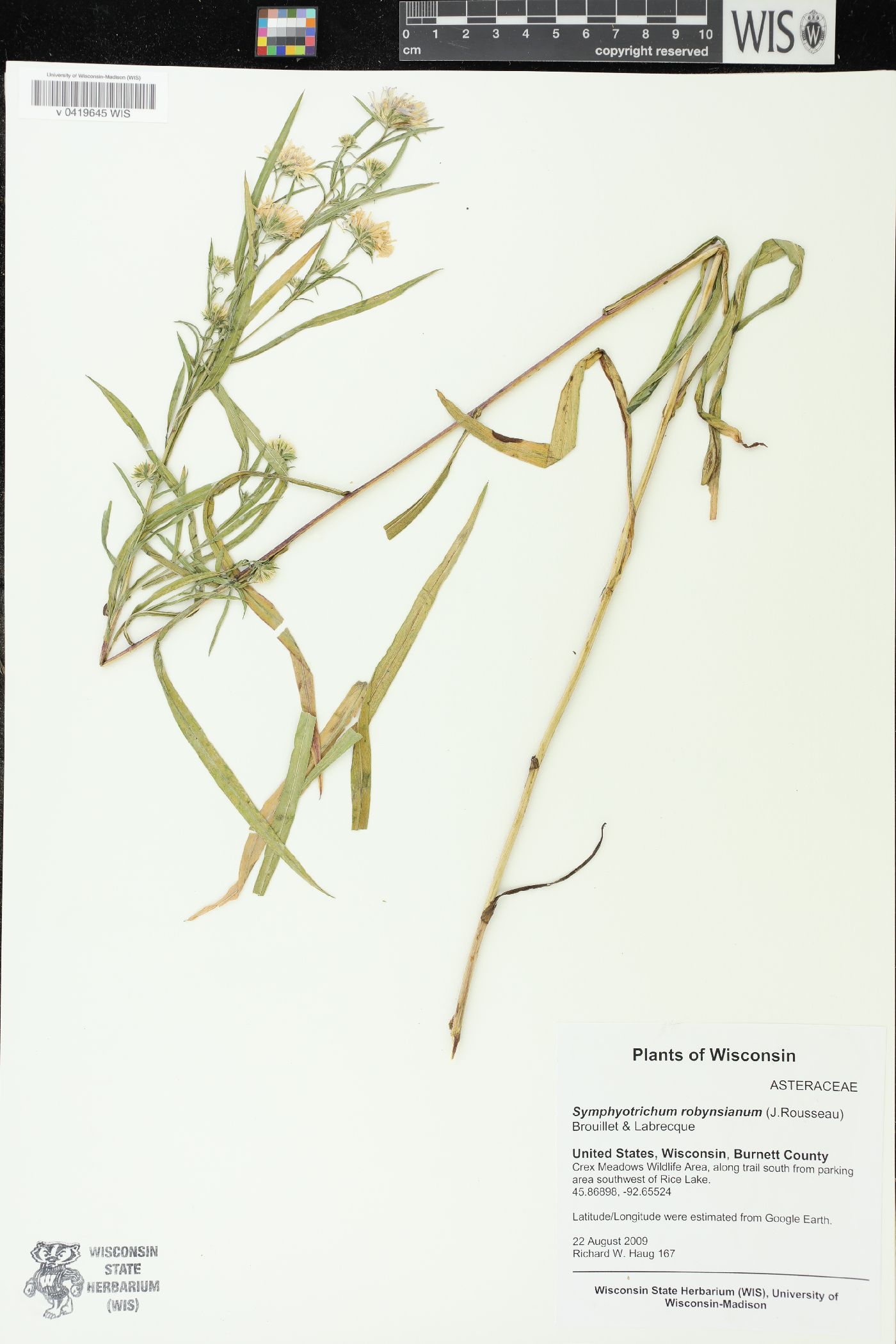 Symphyotrichum robynsianum image