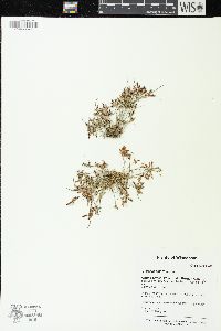 Cyperus bipartitus image
