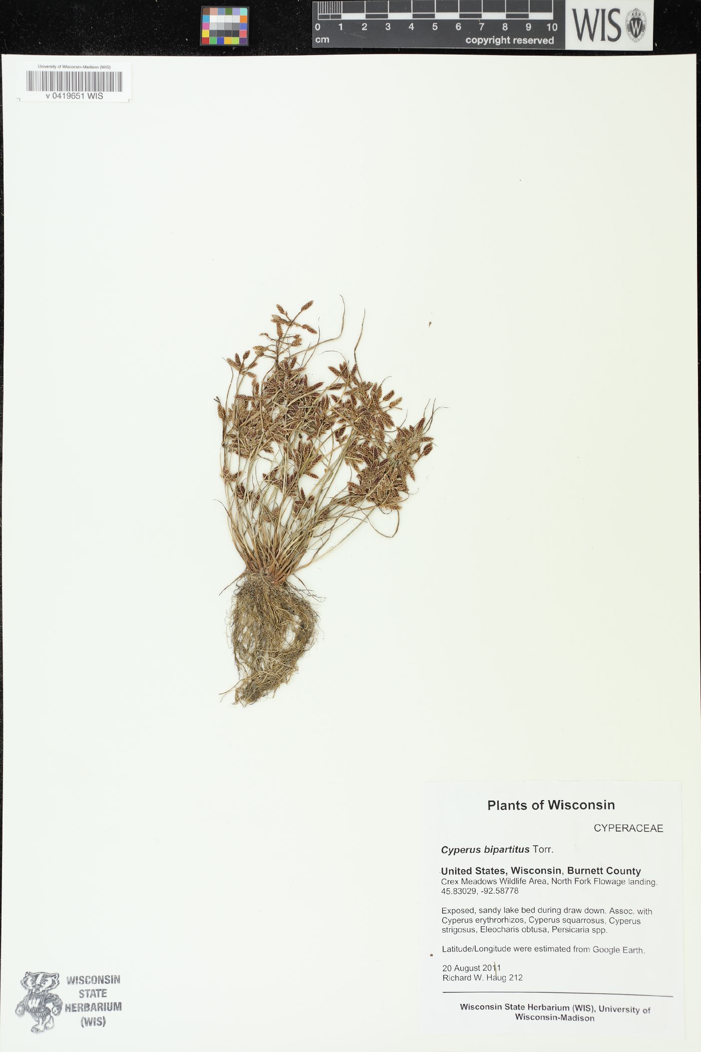 Cyperus bipartitus image