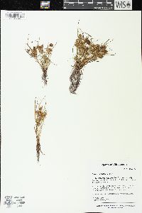 Cyperus squarrosus image