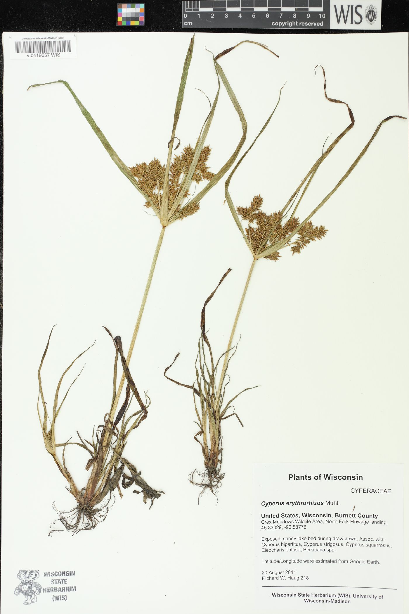 Cyperus erythrorhizos image