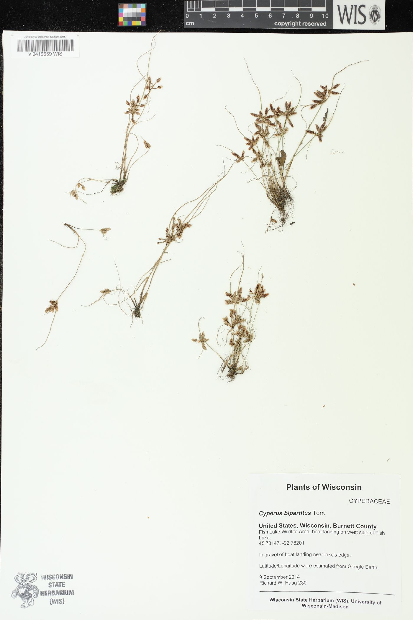 Cyperus bipartitus image