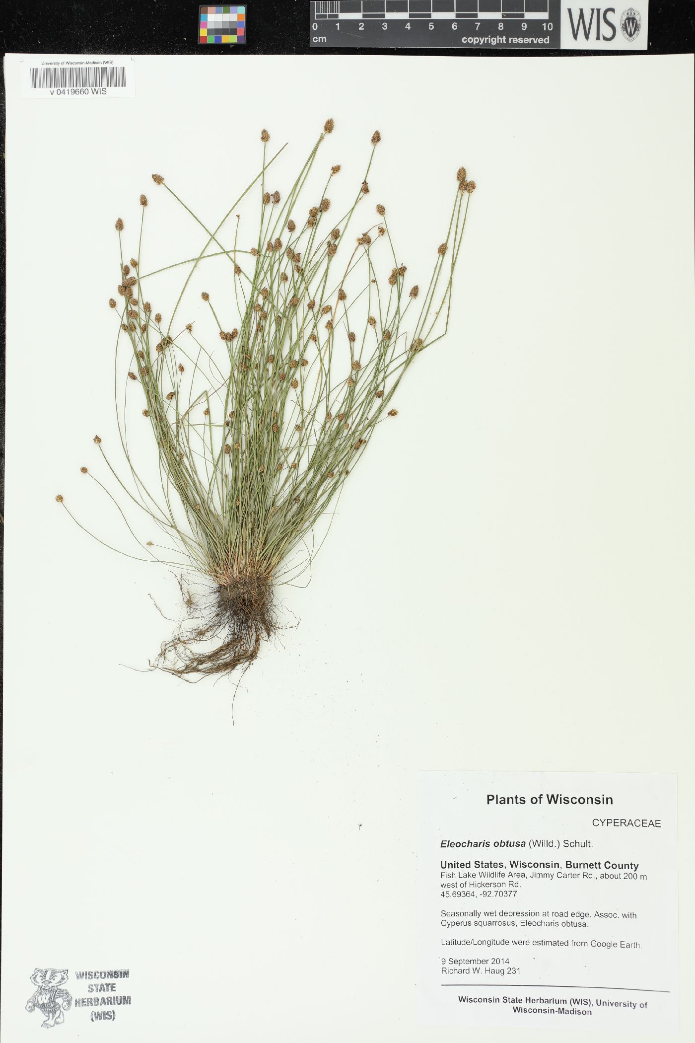 Eleocharis obtusa image