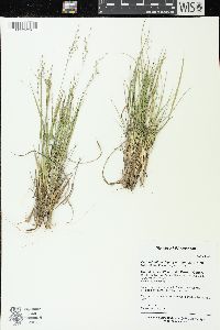 Dichanthelium depauperatum image