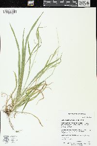 Carex leptonervia image
