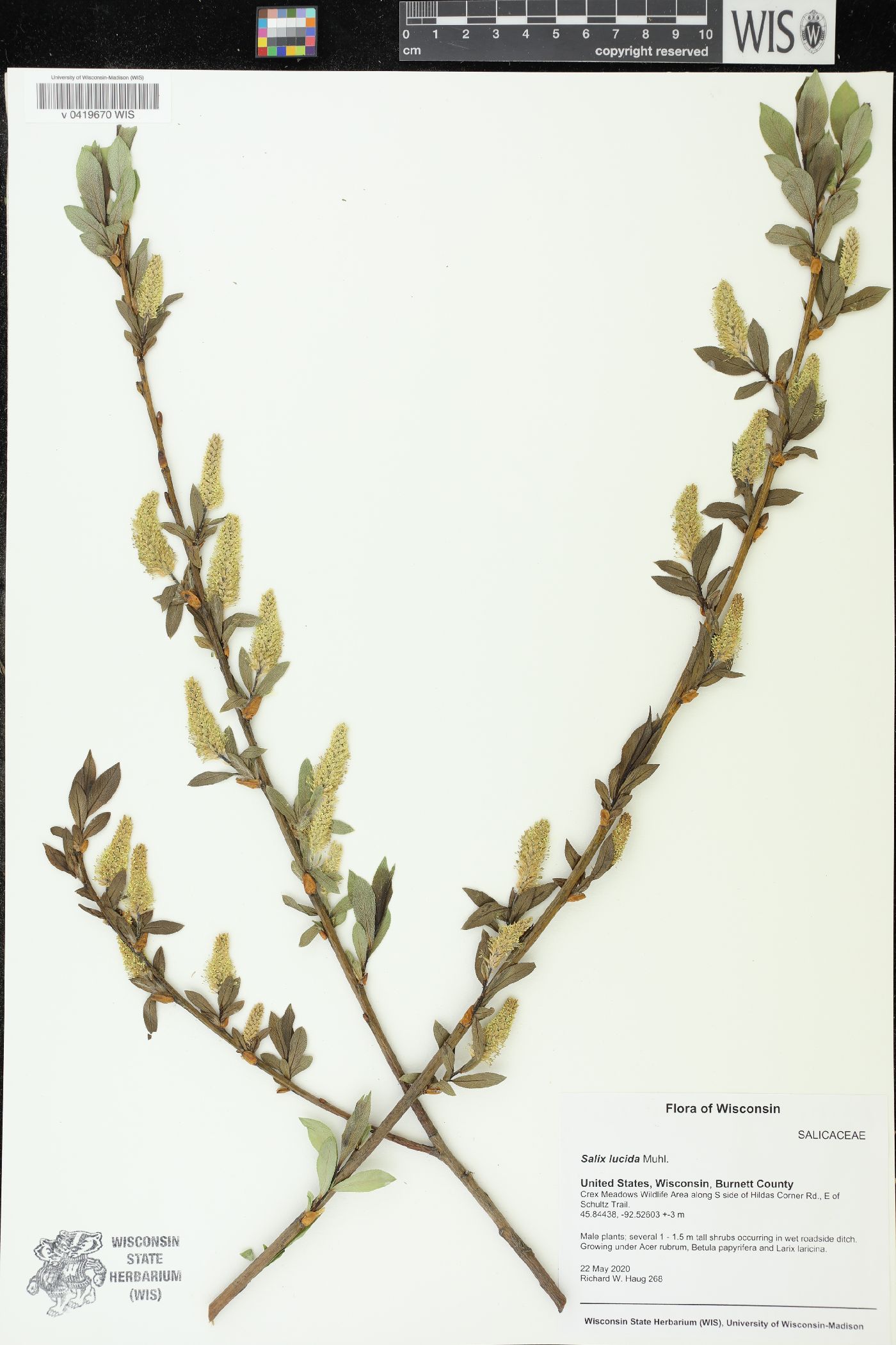 Salix lucida image