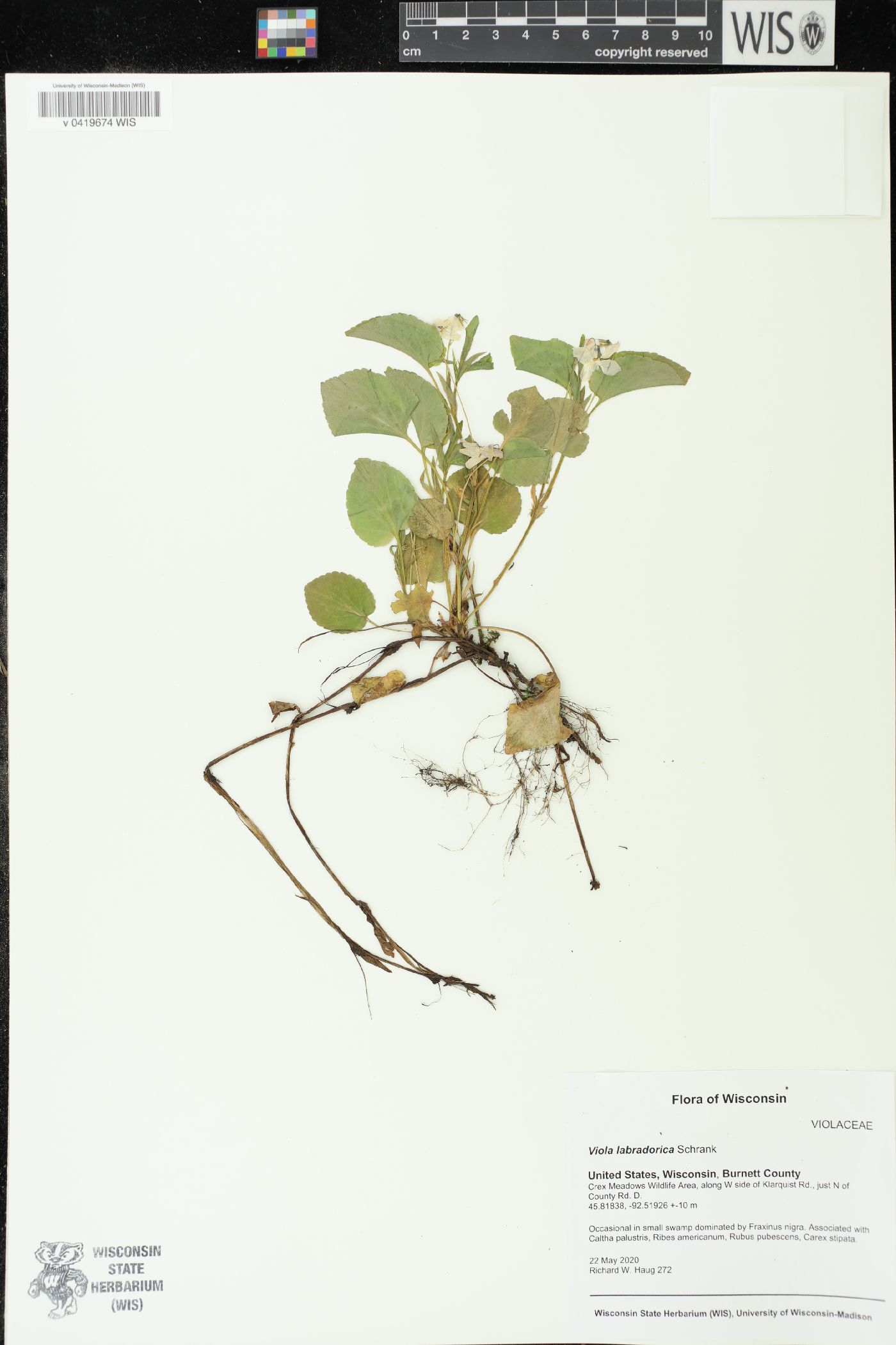 Viola labradorica image