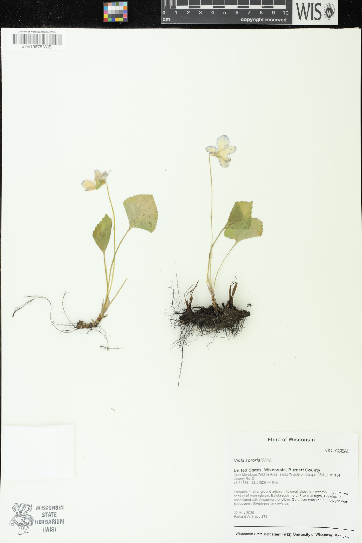 Viola sororia image