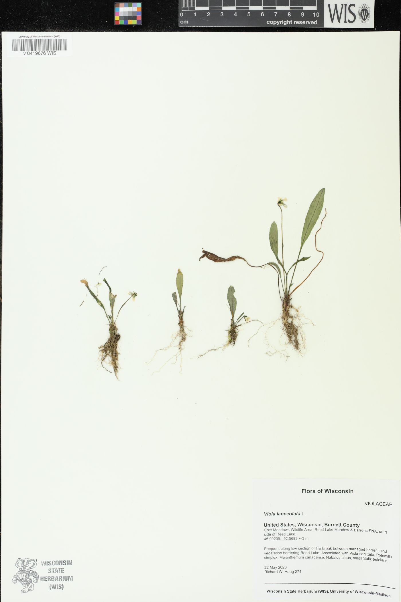Viola lanceolata image