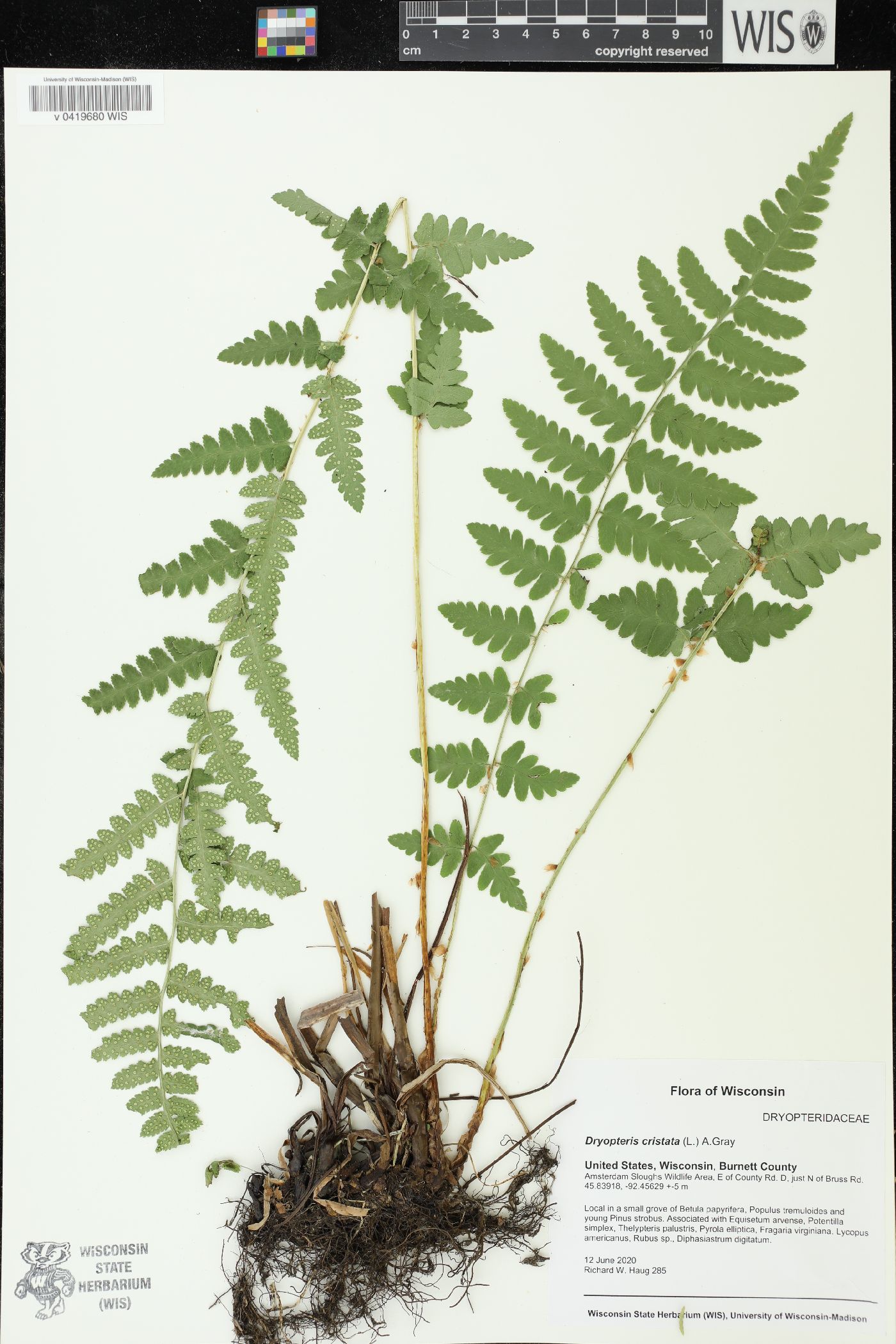 Dryopteris cristata image