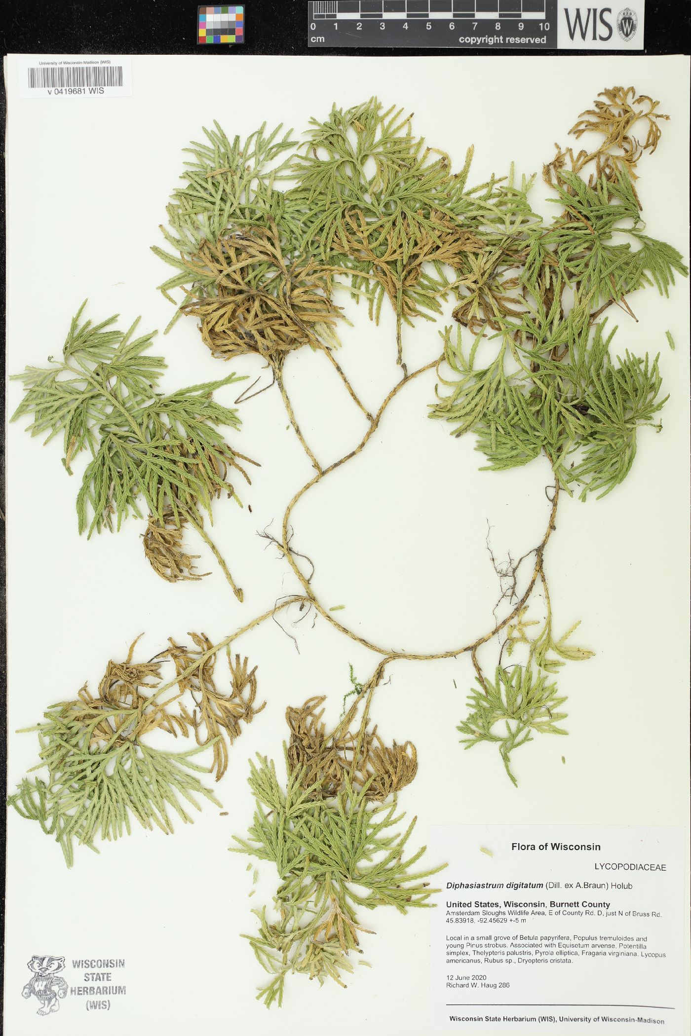 Diphasiastrum digitatum image