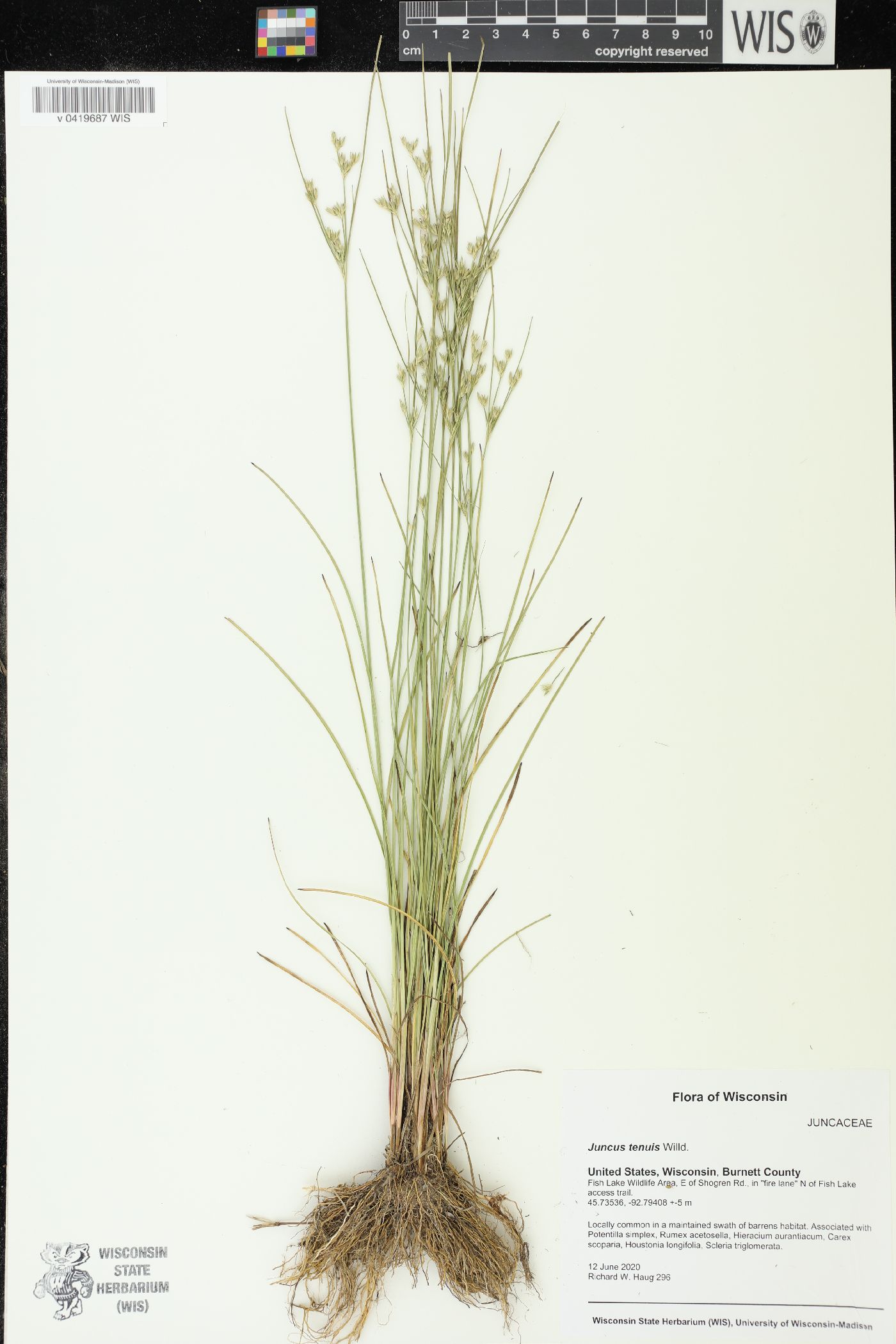 Juncus tenuis image