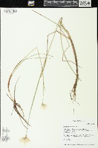 Eriophorum tenellum image