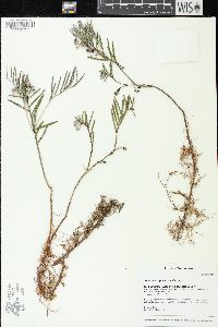 Andromeda polifolia var. latifolia image