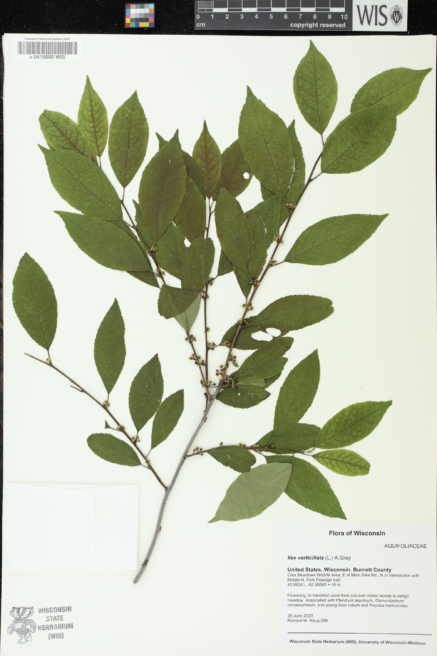 Ilex verticillata image