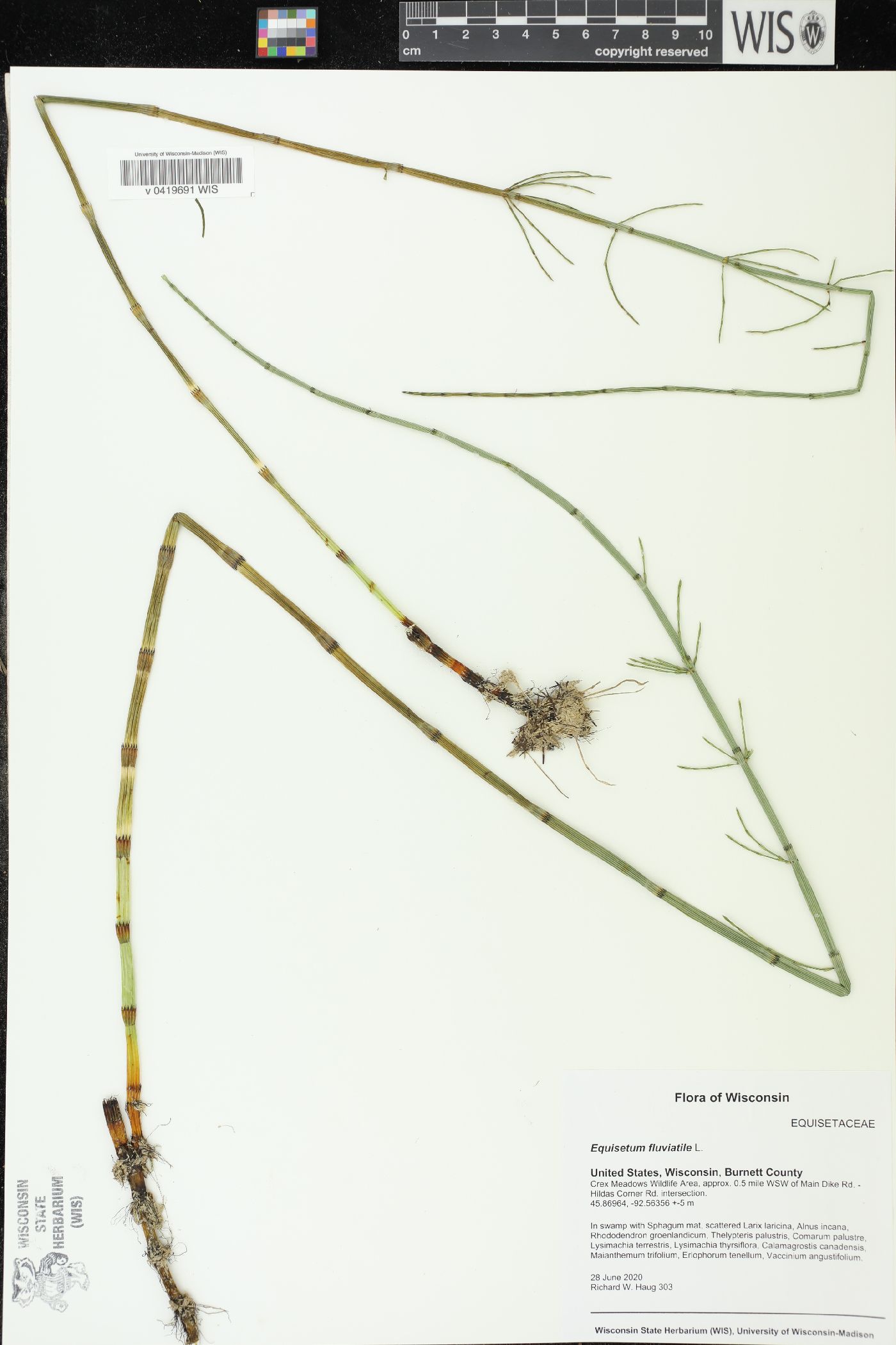 Equisetum fluviatile image