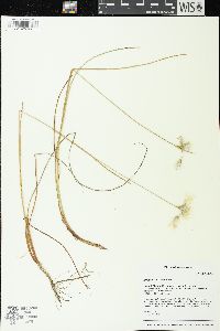 Eriophorum tenellum image