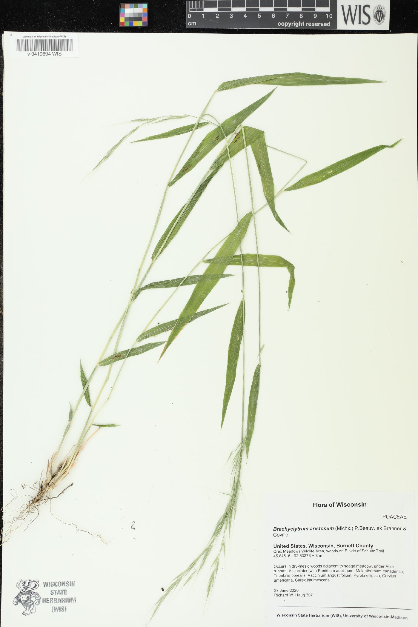 Brachyelytrum aristosum image
