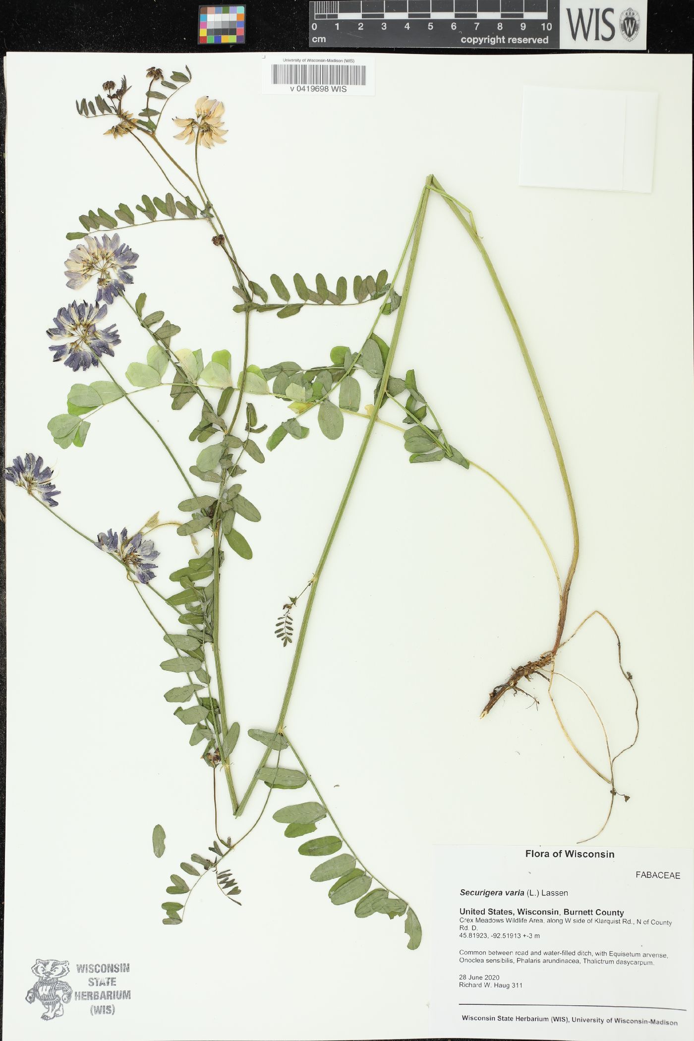 Securigera varia image
