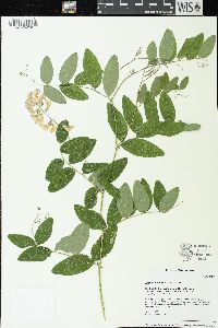 Lathyrus venosus image