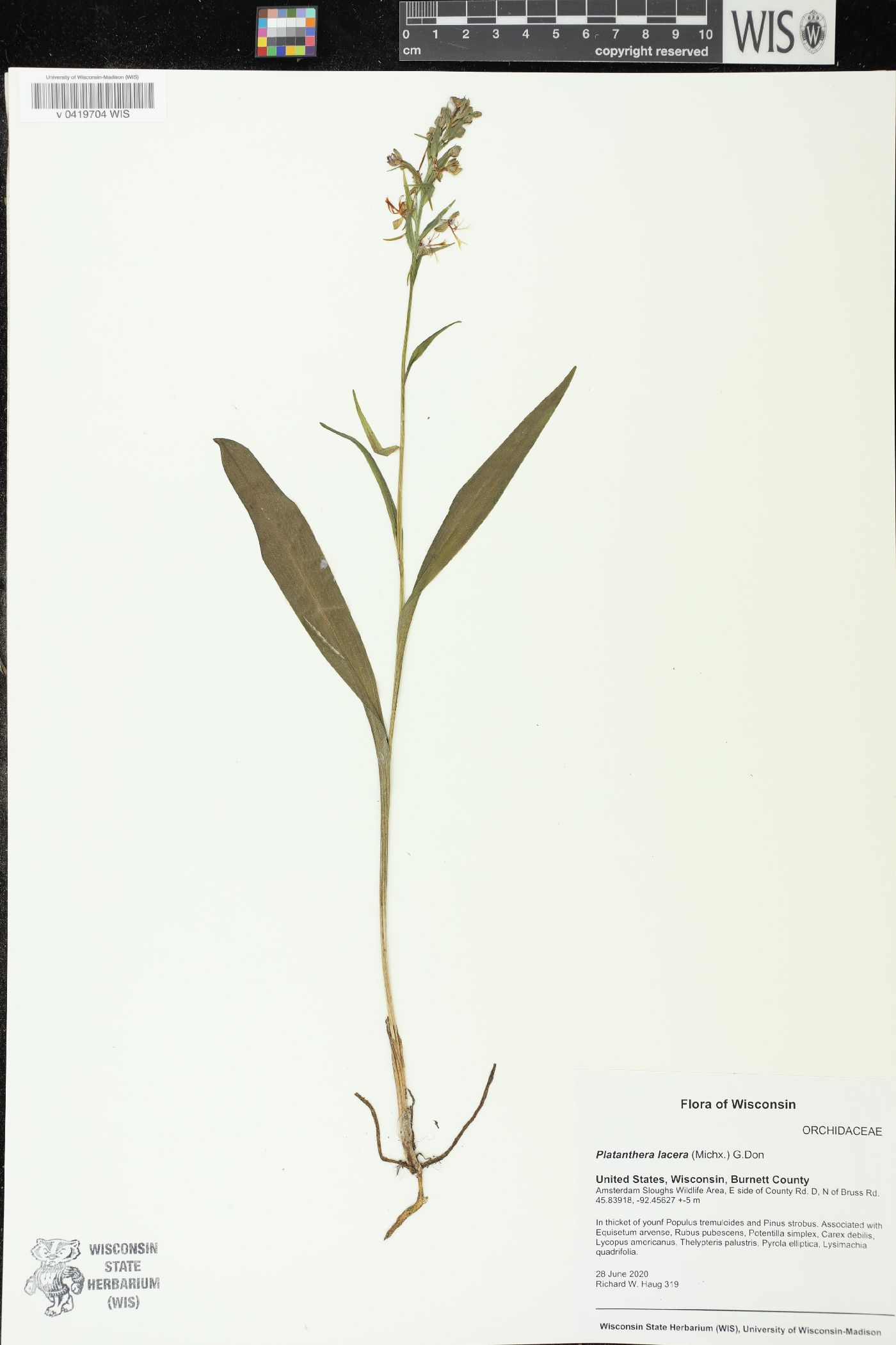 Platanthera lacera image