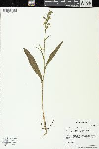 Platanthera lacera image