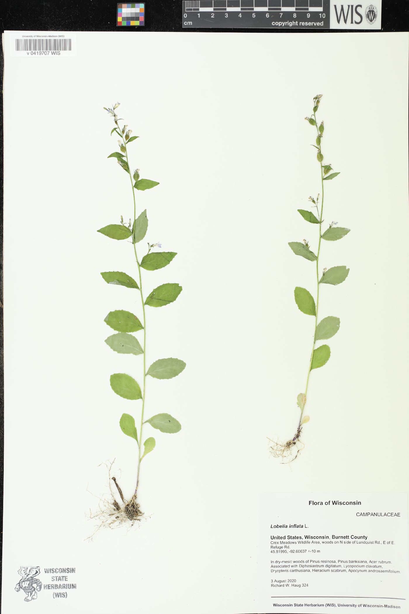 Lobelia inflata image
