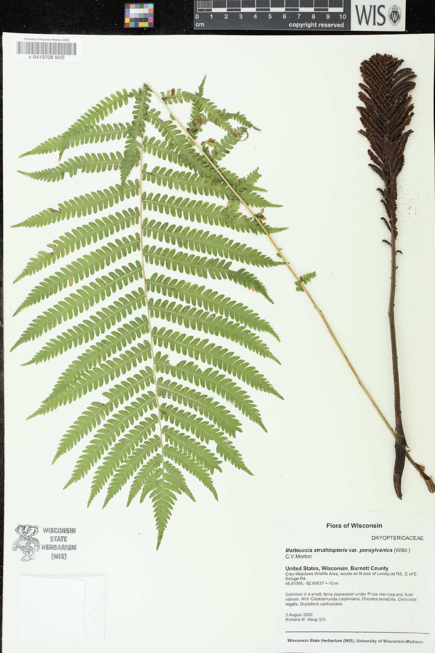 Matteuccia struthiopteris image