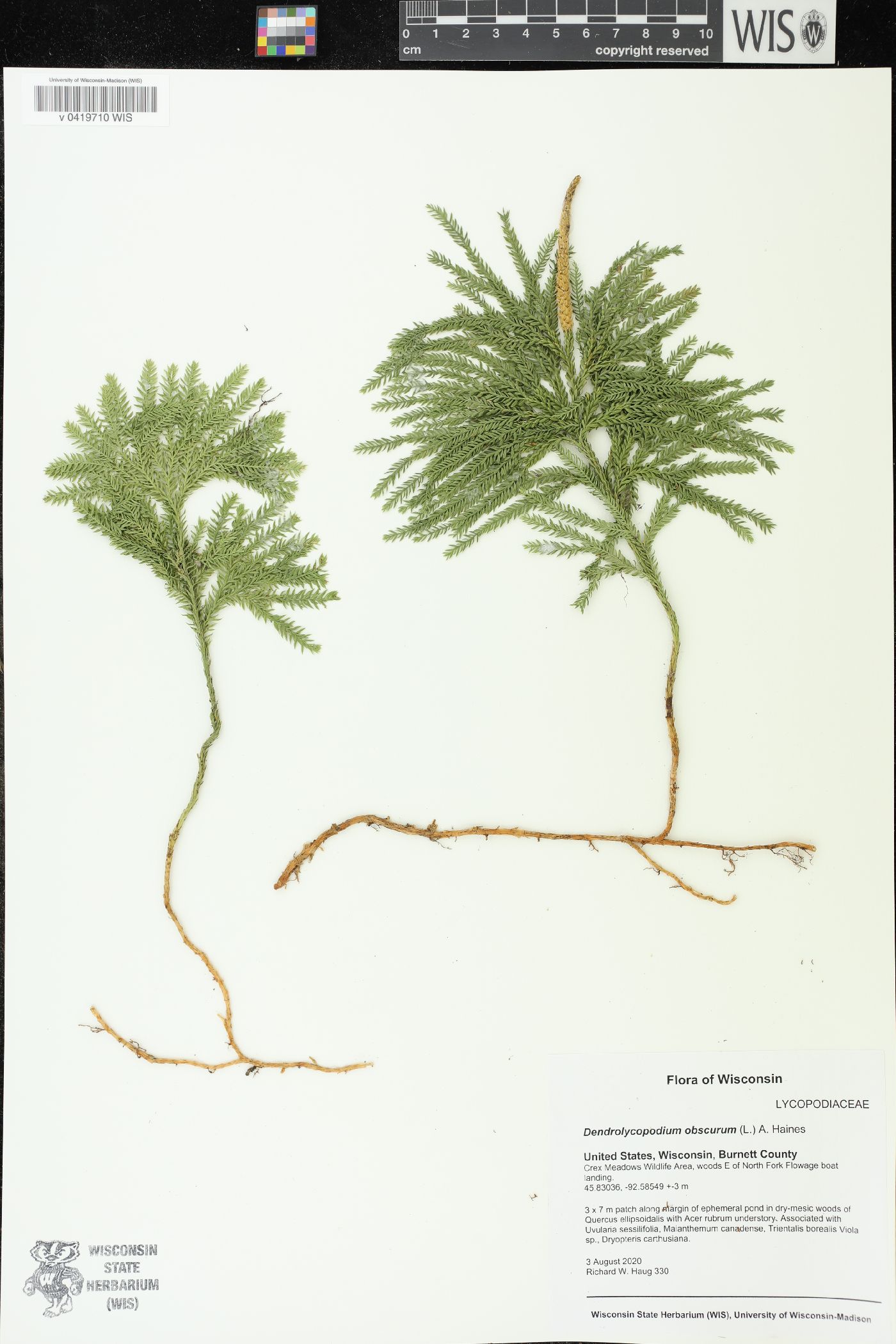 Dendrolycopodium obscurum image