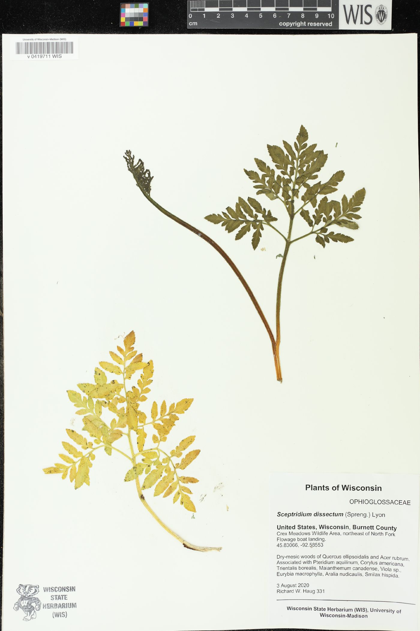 Sceptridium dissectum image