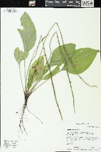 Plantago rugelii image