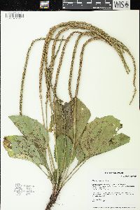 Plantago rugelii image