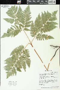 Pteridium aquilinum var. latiusculum image