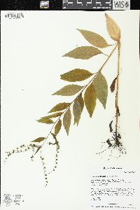 Hackelia virginiana image