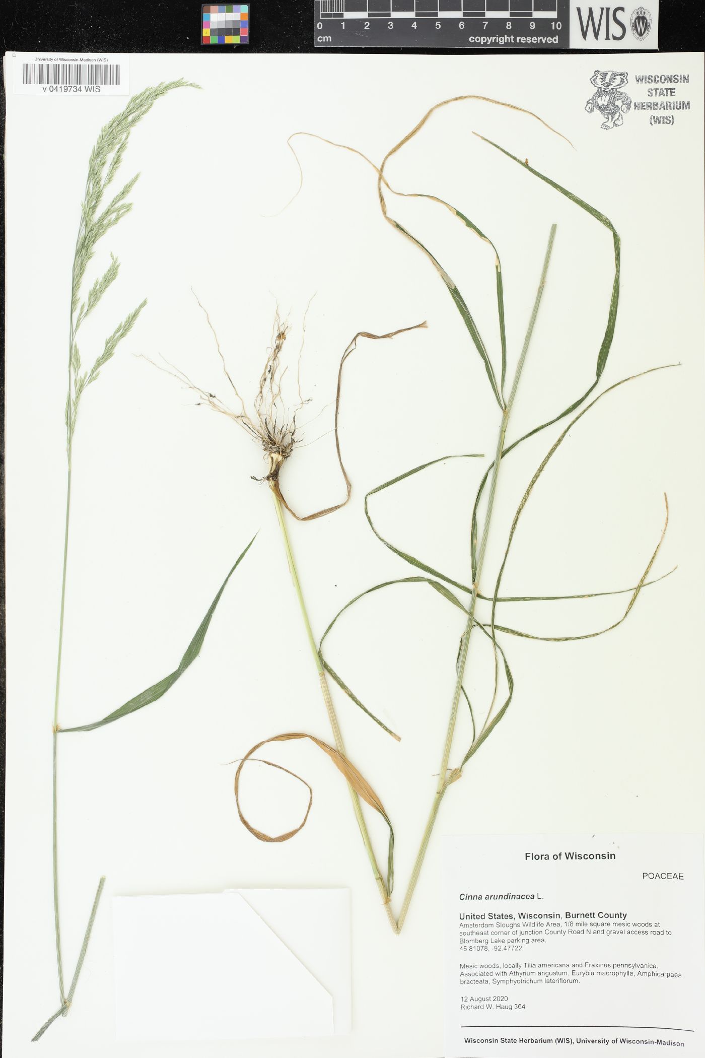 Cinna arundinacea image