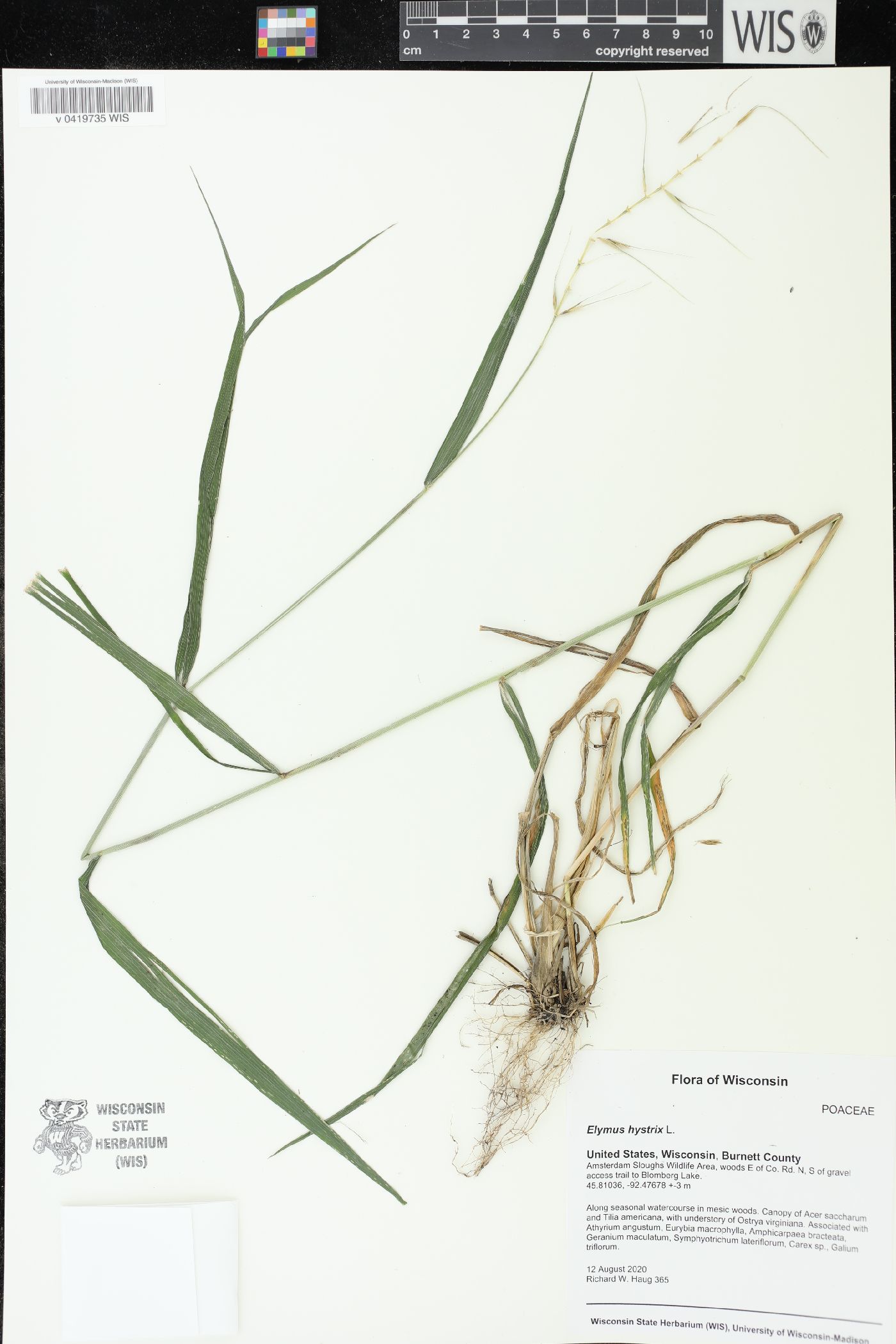 Elymus hystrix image