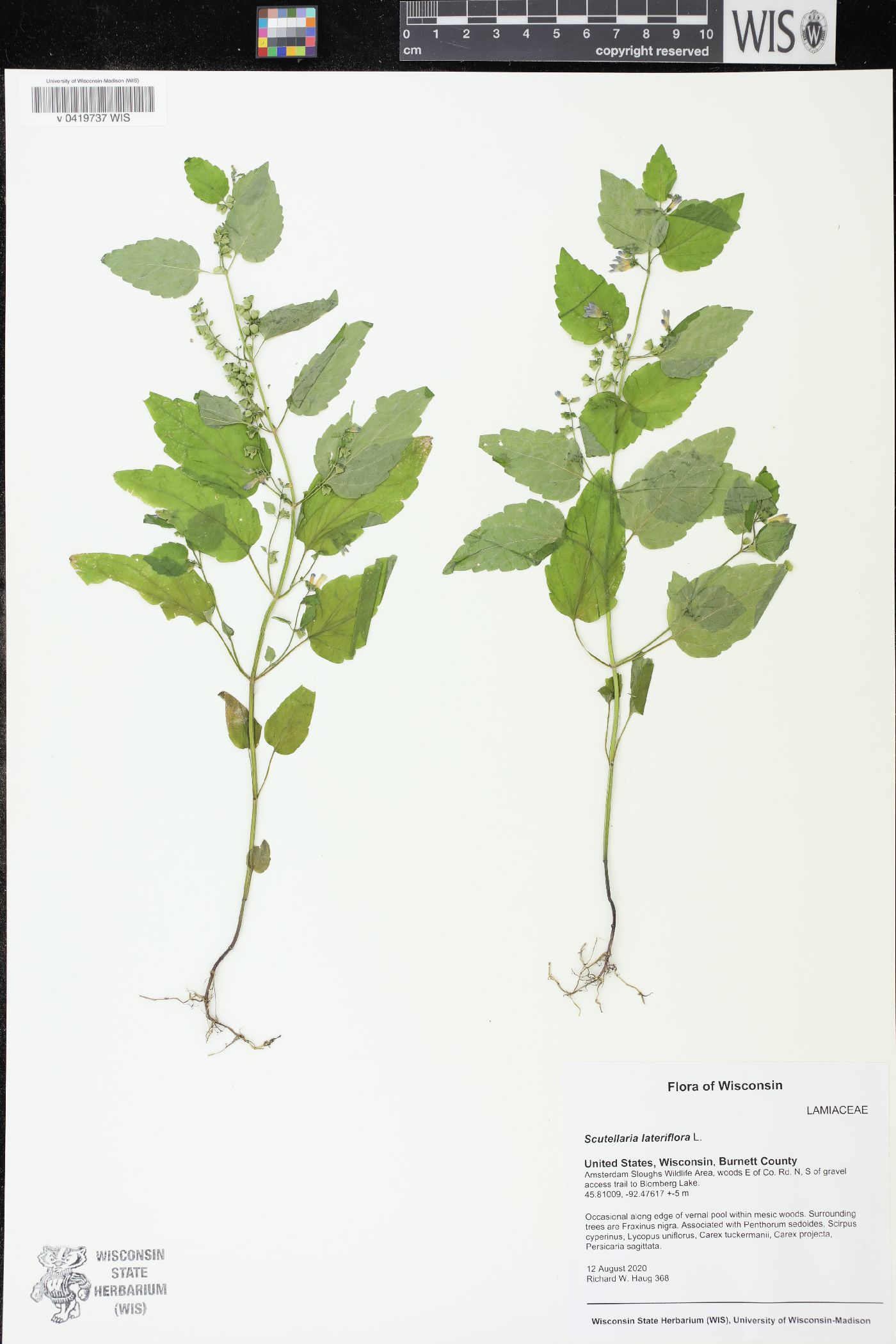 Scutellaria lateriflora image