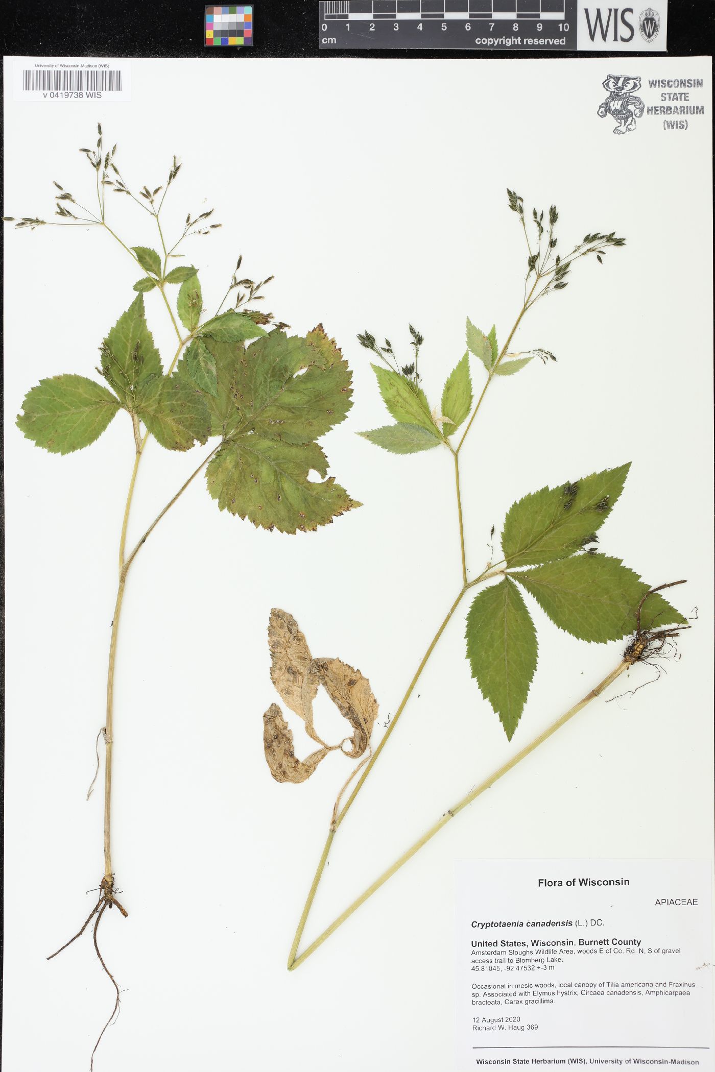 Cryptotaenia canadensis image