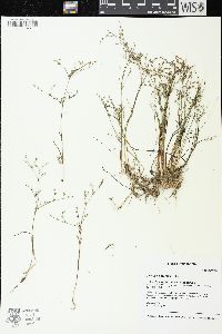 Juncus pelocarpus image