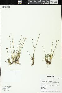 Eriocaulon aquaticum image