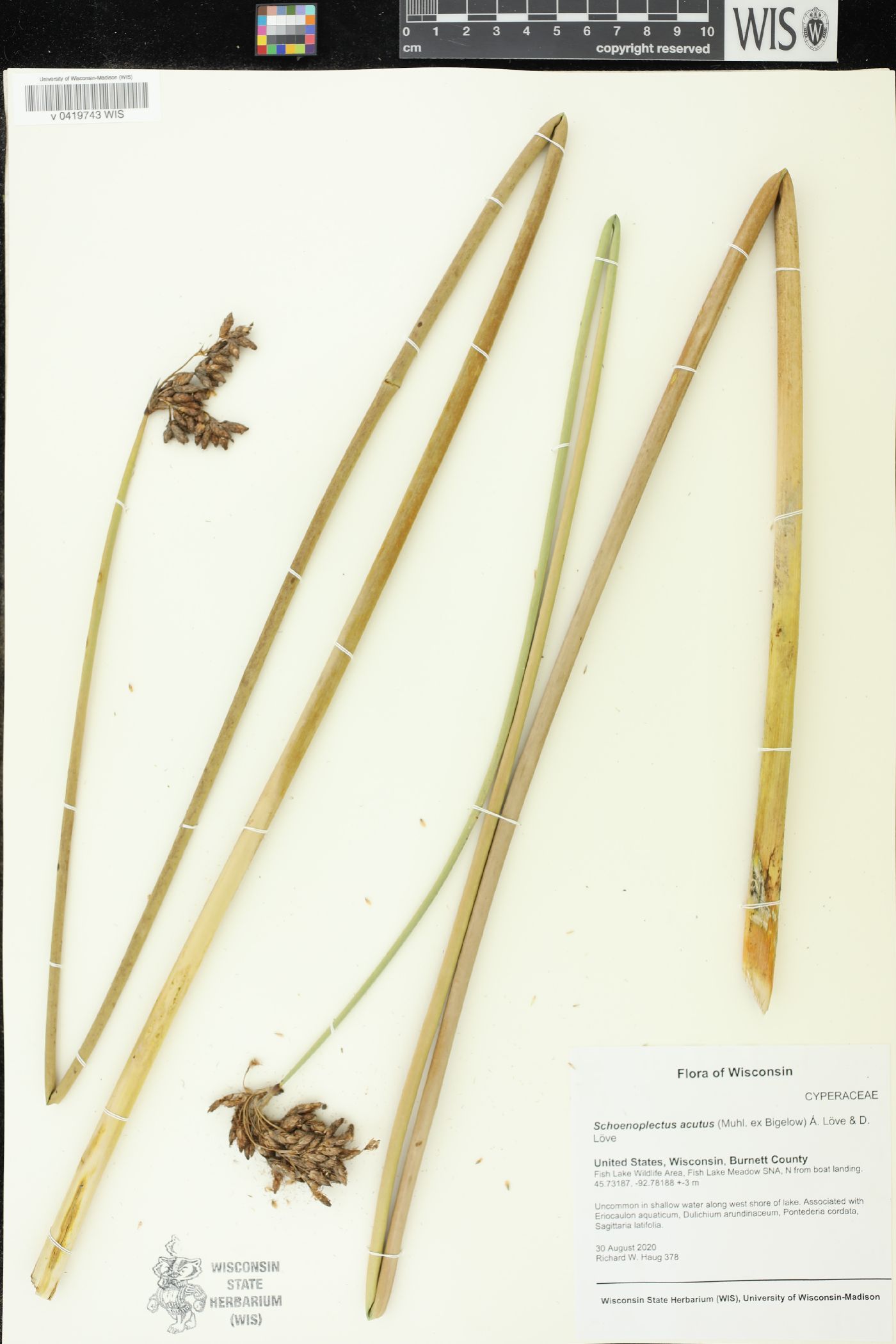 Schoenoplectus acutus image