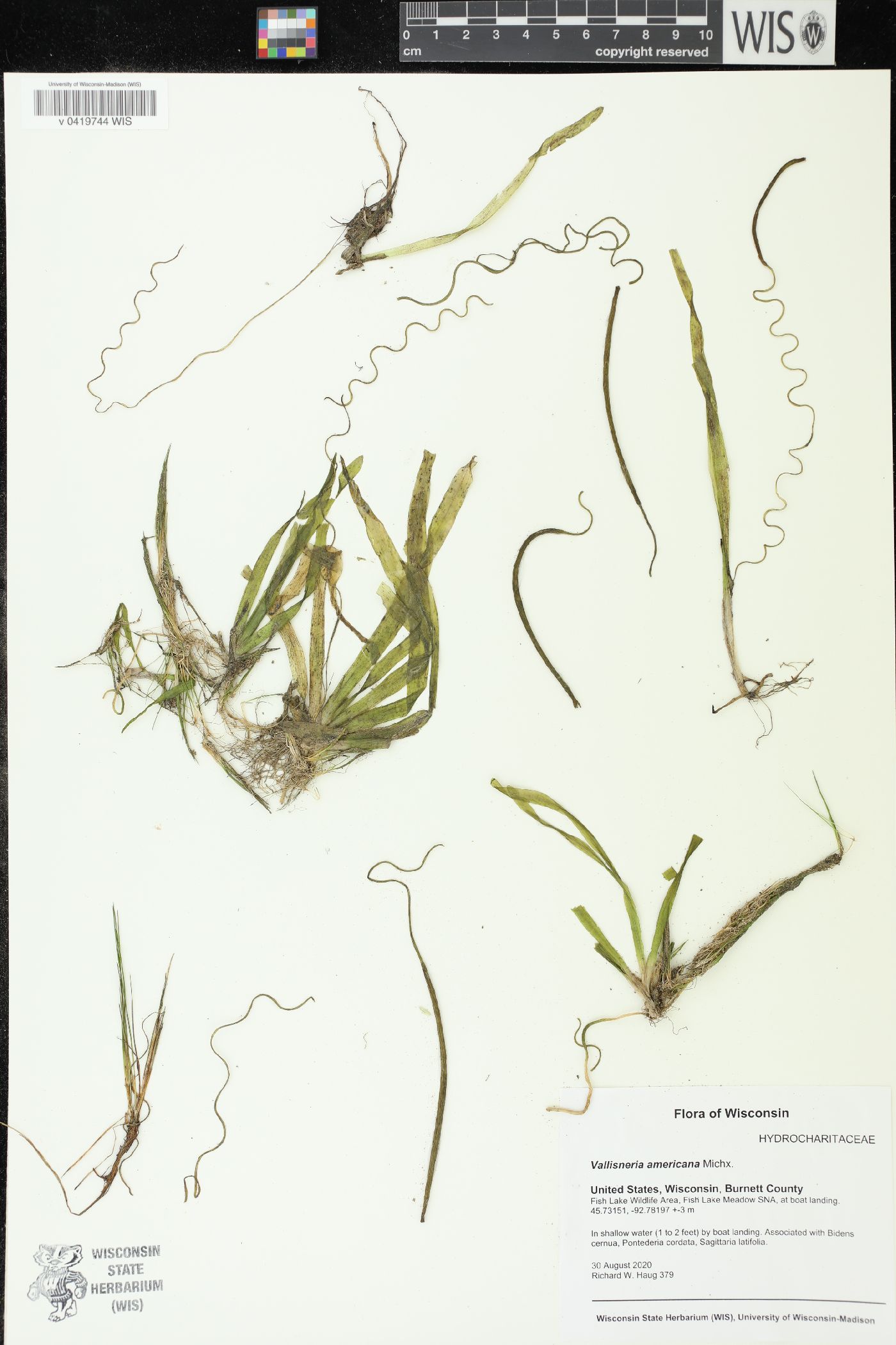 Vallisneria americana image